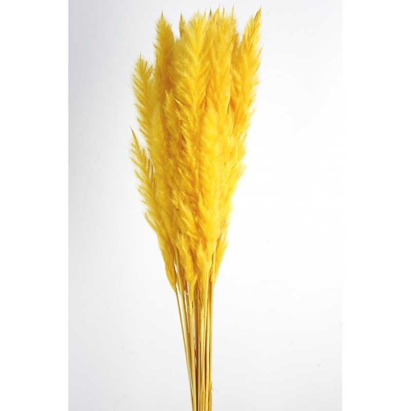 Pluma Decorativa – Yellow – Small Pampas Grass – 50/60cm long, approx. 20pcs per pk
