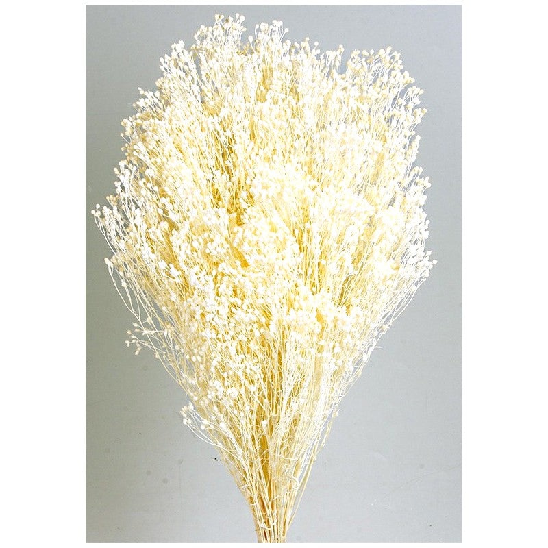 Preserved Broom Blooms x 100g – White