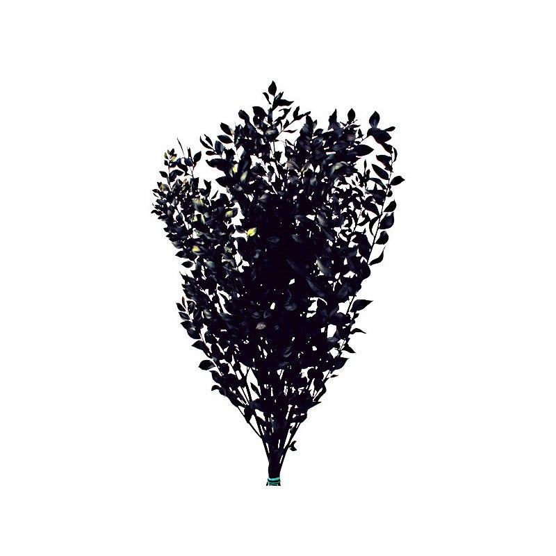 Preserved Ruscus 70/80cm tall – Black -150g