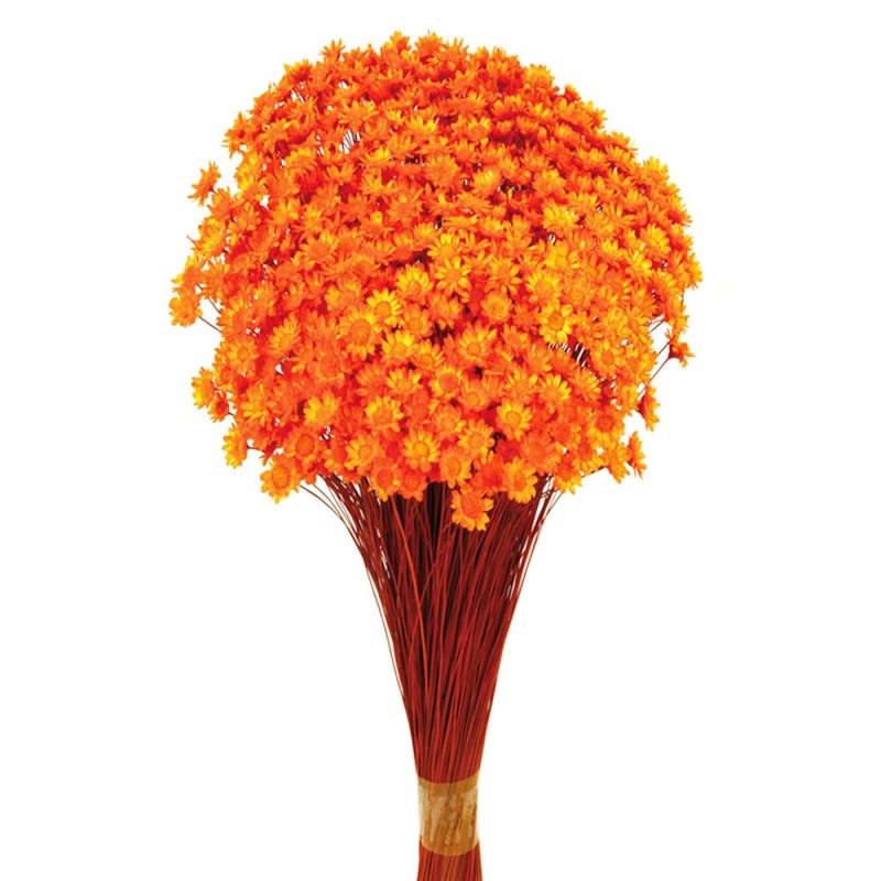 Dried Glixia – Orange x 50cm tall – 50g