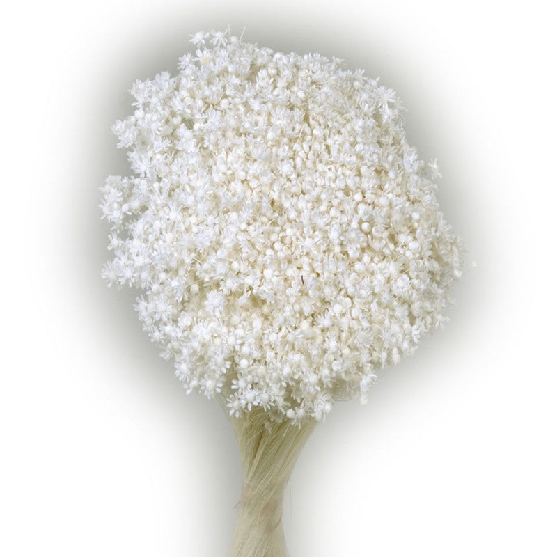 Dried Marcela – White (30cm tall, 50g)