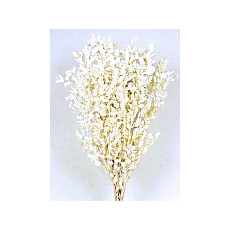 Preserved Ruscus 70/80cm – White -150g