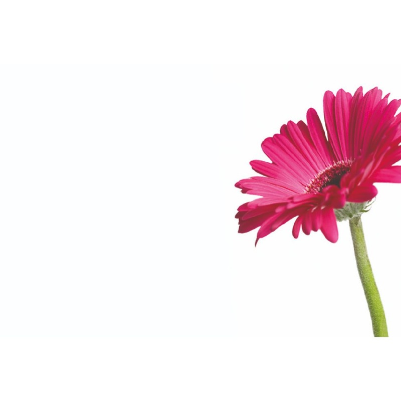 50  Blank Florist Cards – Cerise Gerbera