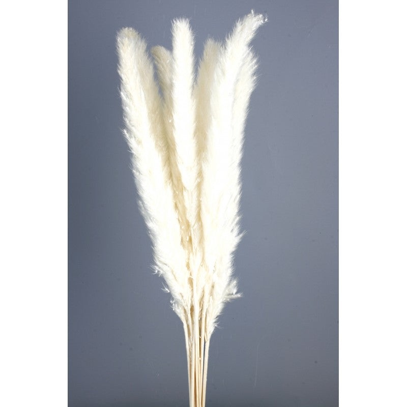 Pluma Decorativa – White – Small Pampas Grass – 50/60cm long, approx. 20pcs per pk