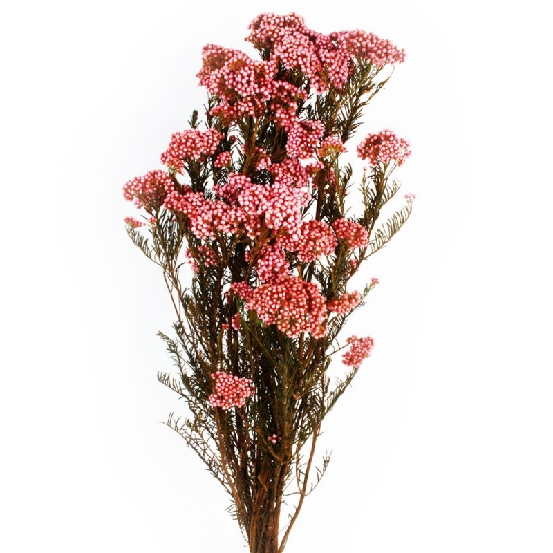 Preserved Rice Flower PINK – 60cm tall – 100g
