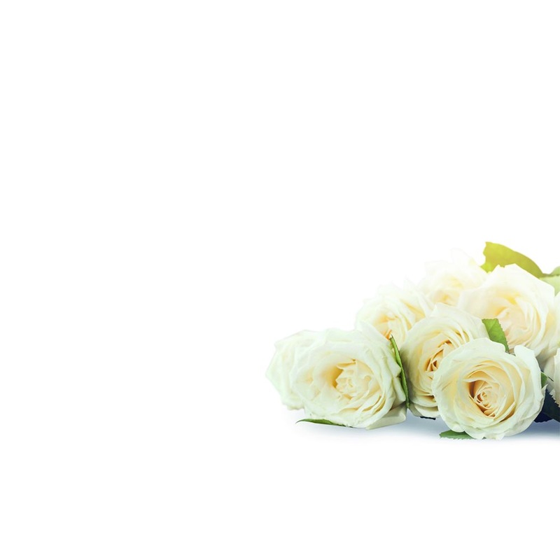 9 Large  Blank Florist Message Cards – 12.5 x 9cm – Ivory Roses