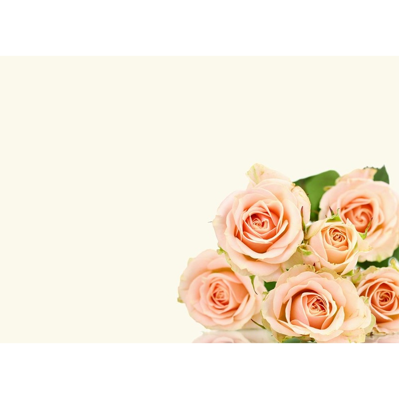 9 Large  Blank Florist Message Cards – 12.5 x 9cm – Pink Roses on White Background