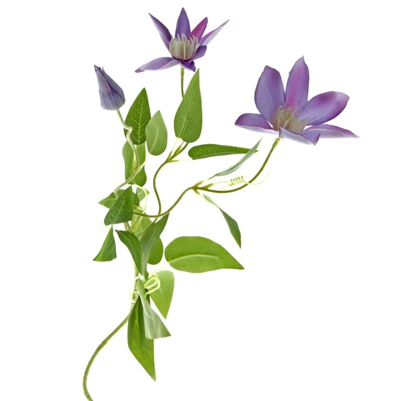 3 Head Clematis x 70cm Tall – Lavender