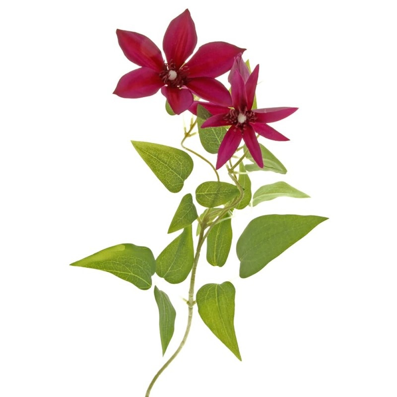 3 Head Clematis x 70cm Tall – Purple