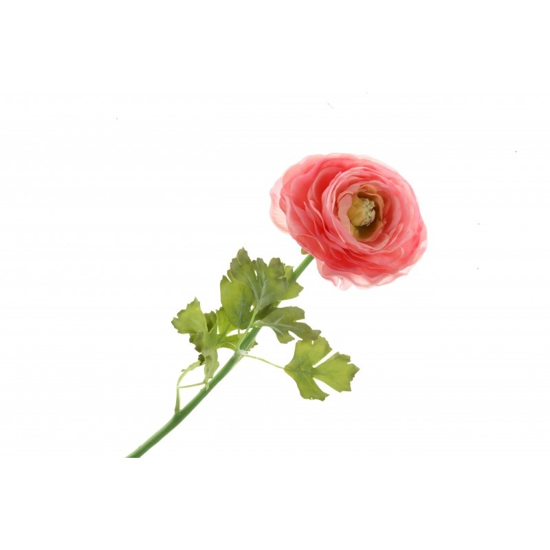 Single Stem Ranunculus Flower – 60cm long – Pink