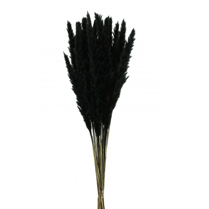 Pluma Decorativa – Black – Small Pampas Grass – 50/60cm long, approx. 20pcs per pk