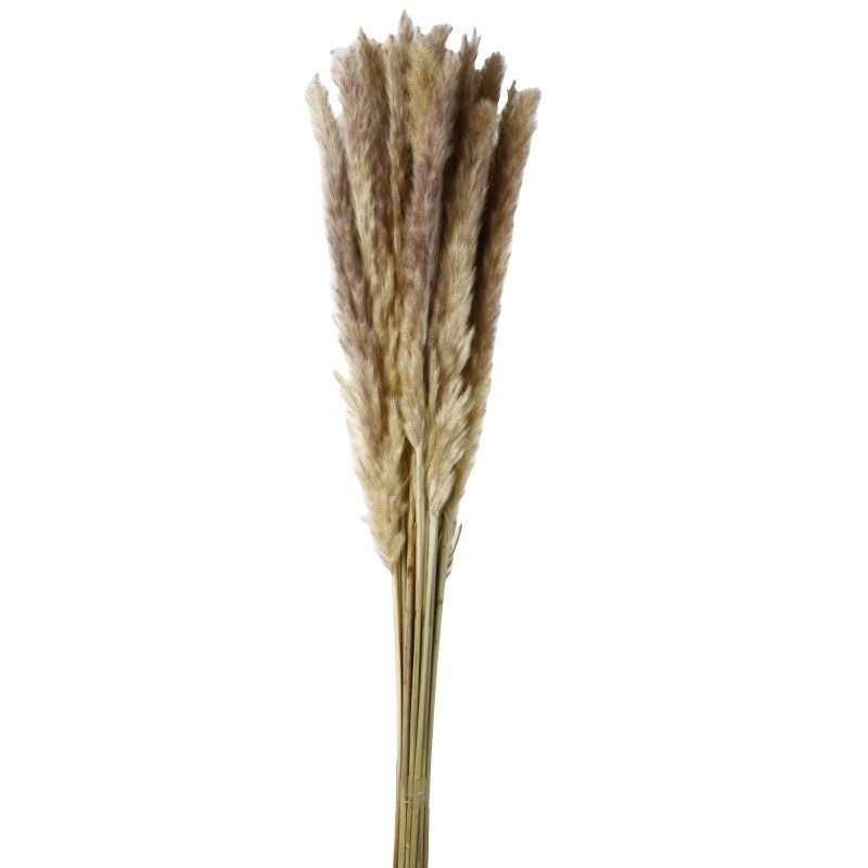 Pluma Decorativa – Natural- Small Pampas Grass – 50/60cm long, approx. 20pcs per pk