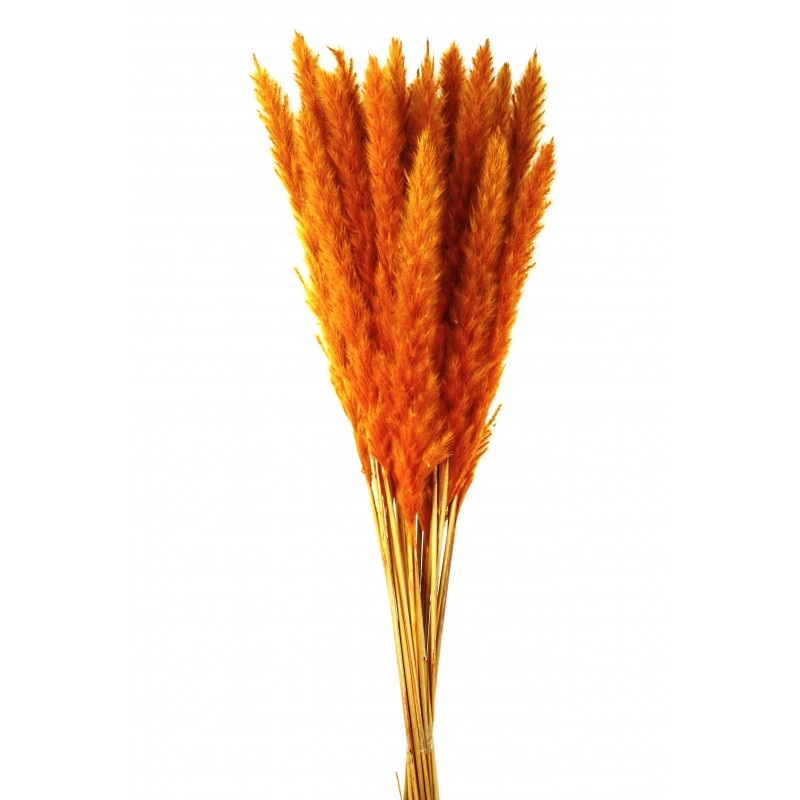 Pluma Decorativa – Orange – Small Pampas Grass – 50/60cm long, approx. 20pcs per pk
