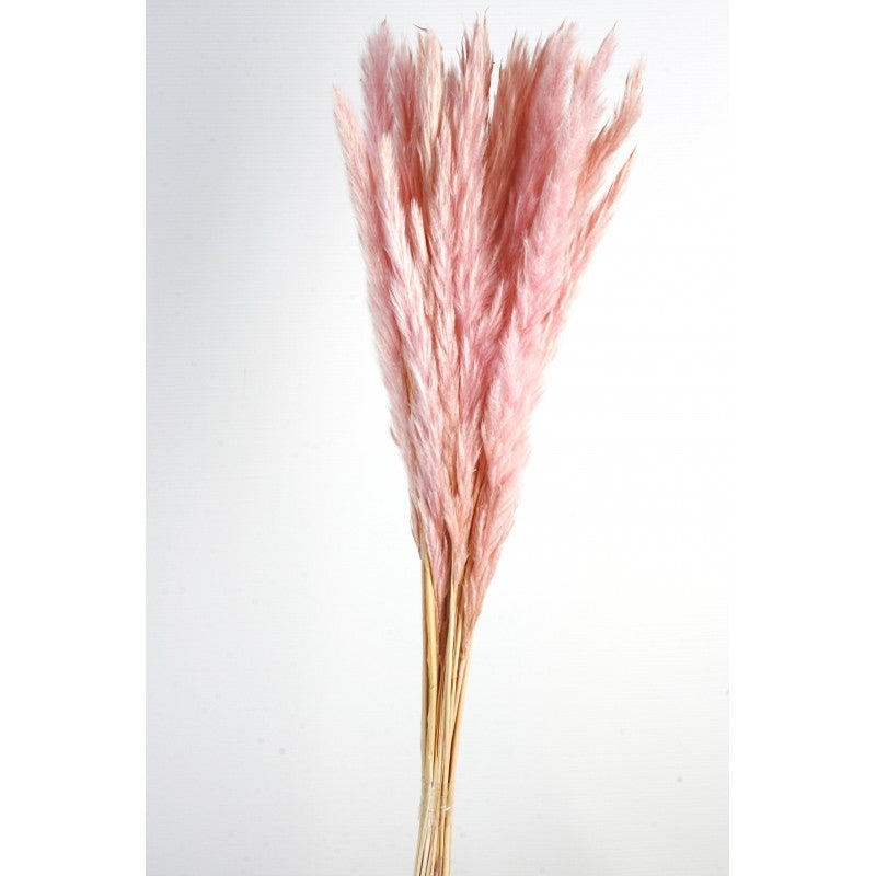 Pluma Decorativa – Pink – Small Pampas Grass – 50/60cm long, approx. 20pcs per pk