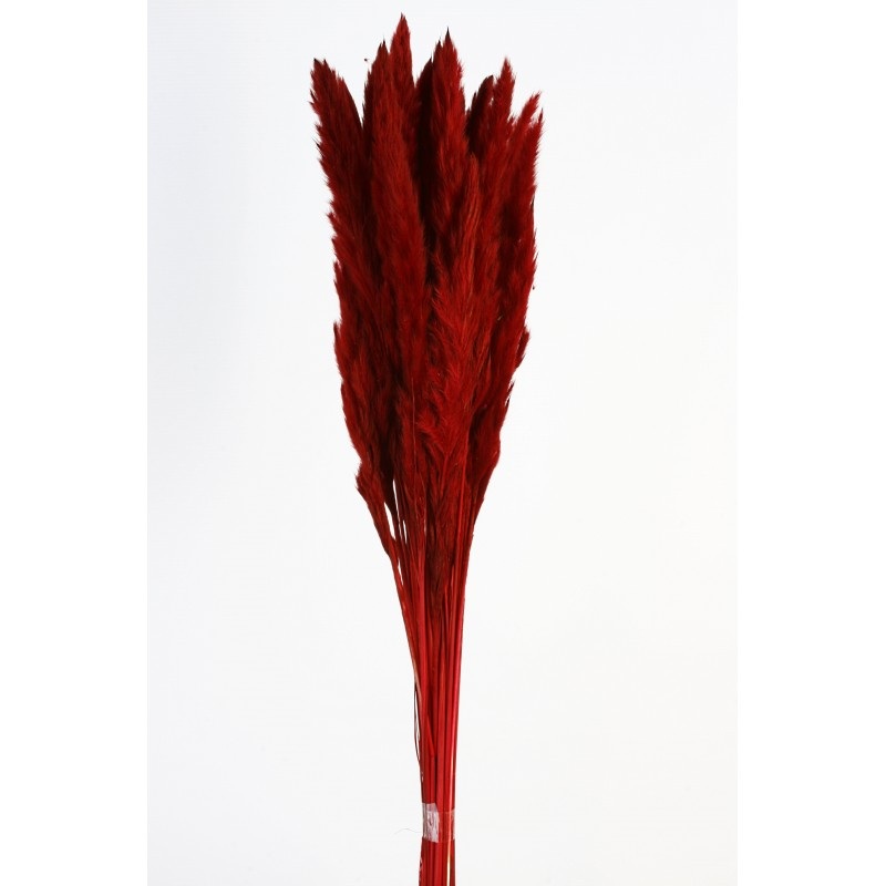 Pluma Decorativa – Red – Small Pampas Grass – 50/60cm long, approx. 20pcs per pk