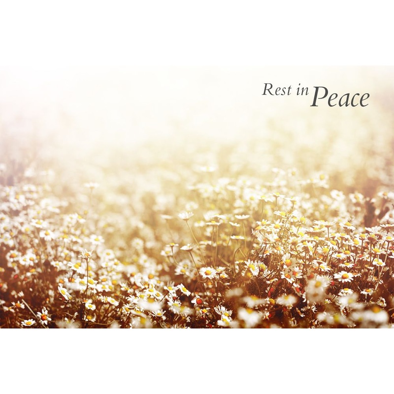 50 x Florist Cards – Rest In Peace – Field of Daisies