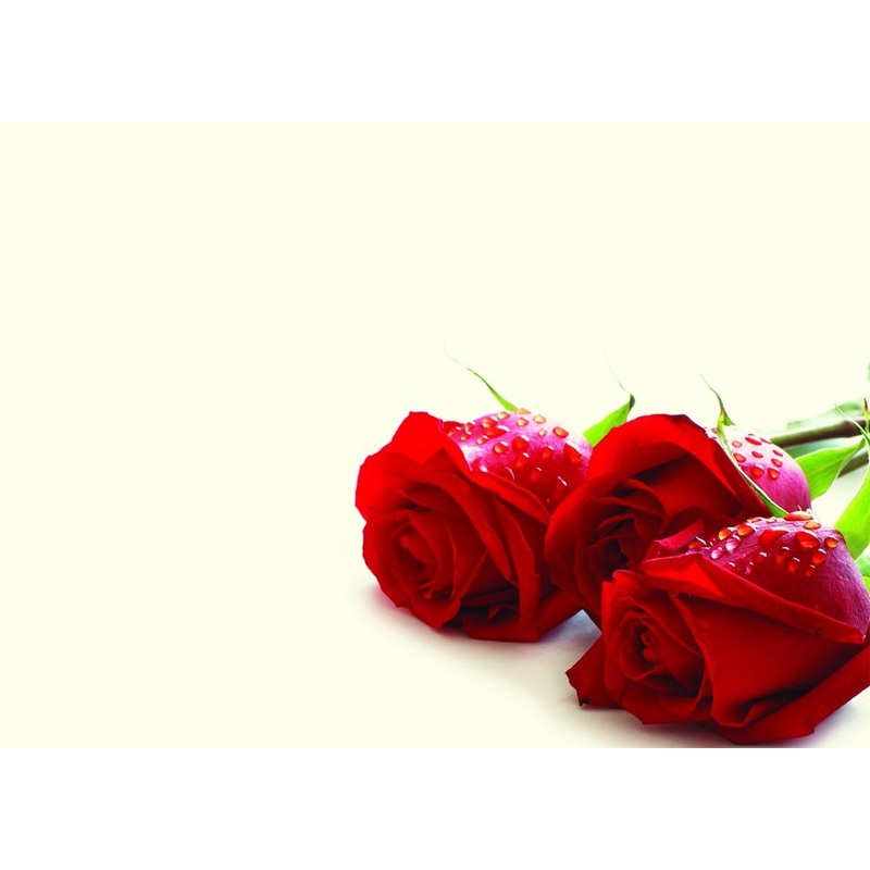 9 Large Blank Florist Message Cards – 12.5 x 9cm – Crossed Plain Red Roses
