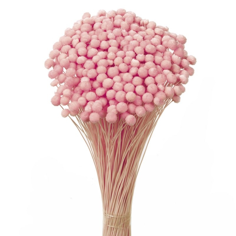 Amarelino – Light Pink – 45cm tall – 120g