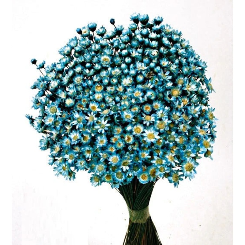 Dried Glixia – Blue  x 50cm tall – 50g