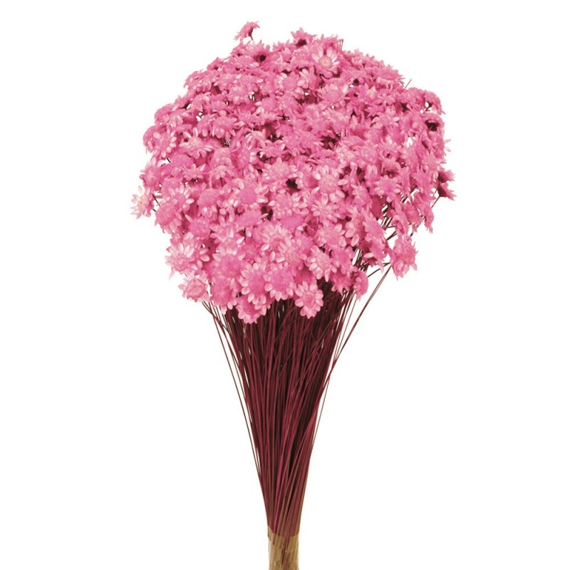 Dried Glixia – Light Pink x 50cm tall – 50g