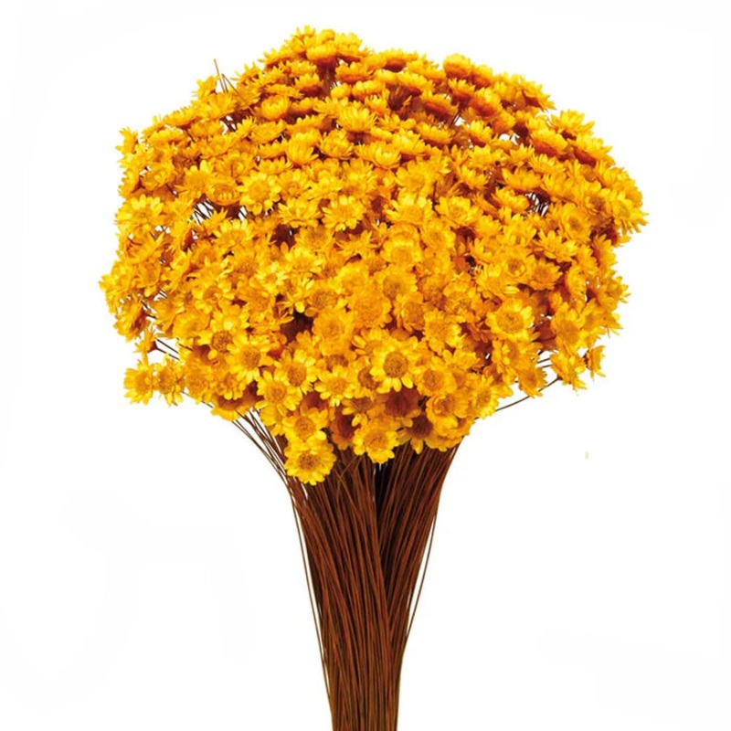Dried Glixia – Yellow x 50cm tall – 50g
