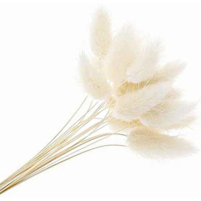 Dried Lagurus Bunny Tail Grass – White – 60cm Tall – 80g per Pack