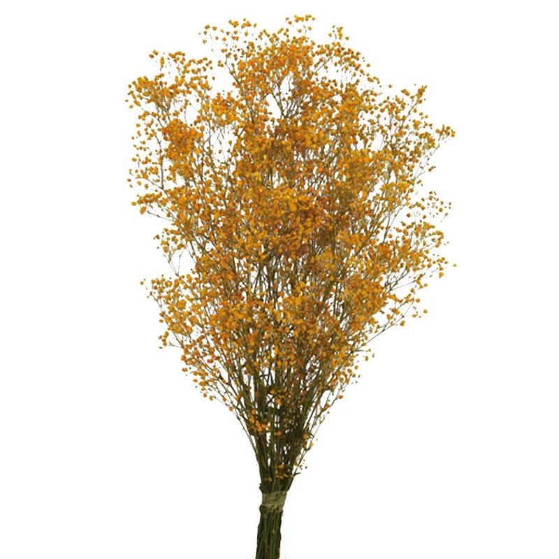 Preserved Gypsophila – Orange x 60cm long – 100g per pack