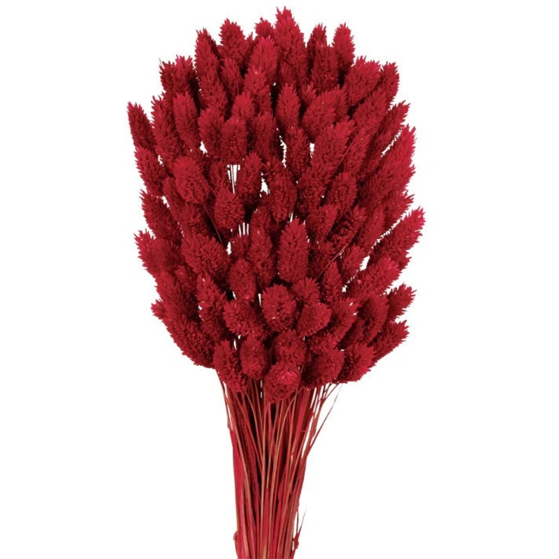 Preserved Phalaris – Raspberry x 80cm long – 150g per pack