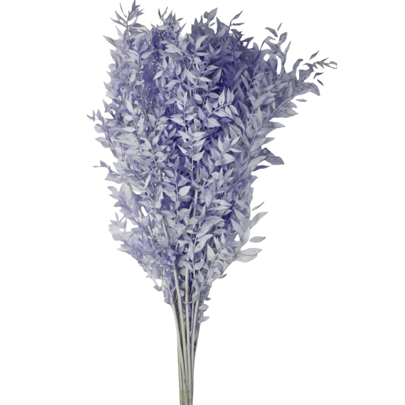 Preserved Ruscus 70/80cm – Blue – 150g