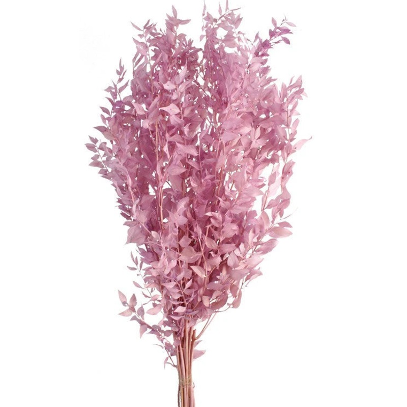 Preserved Ruscus 70/80cm – Lilac – 150g