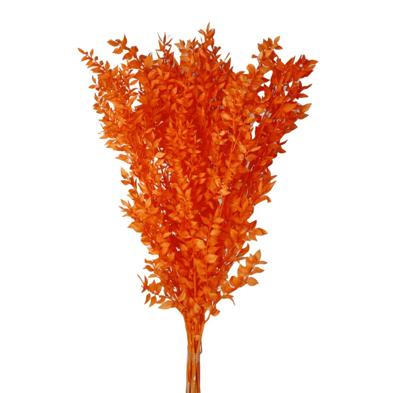 Preserved Ruscus 70/80cm – Orange – 150g