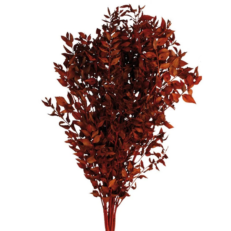Preserved Ruscus 70/80cm – Orange/Brown -150g
