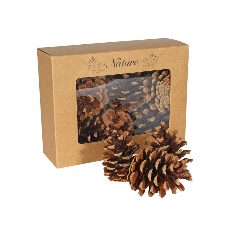 Box of 9 Dried Natural Pine Cones in Assorted Sizes and Shapes
