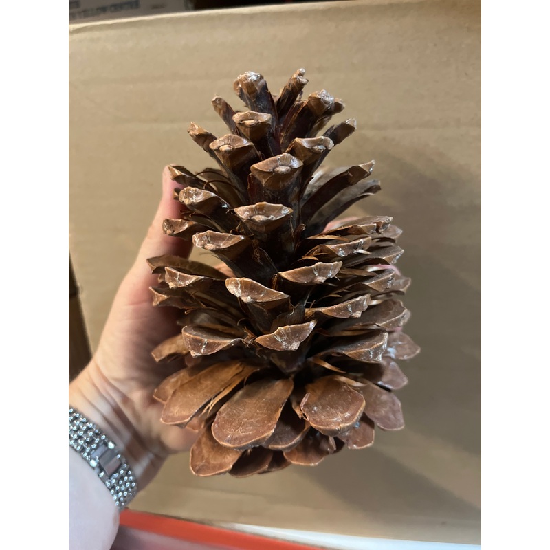 SINGLE Large Size Maritima Natural Pine Cones – 10-14cm
