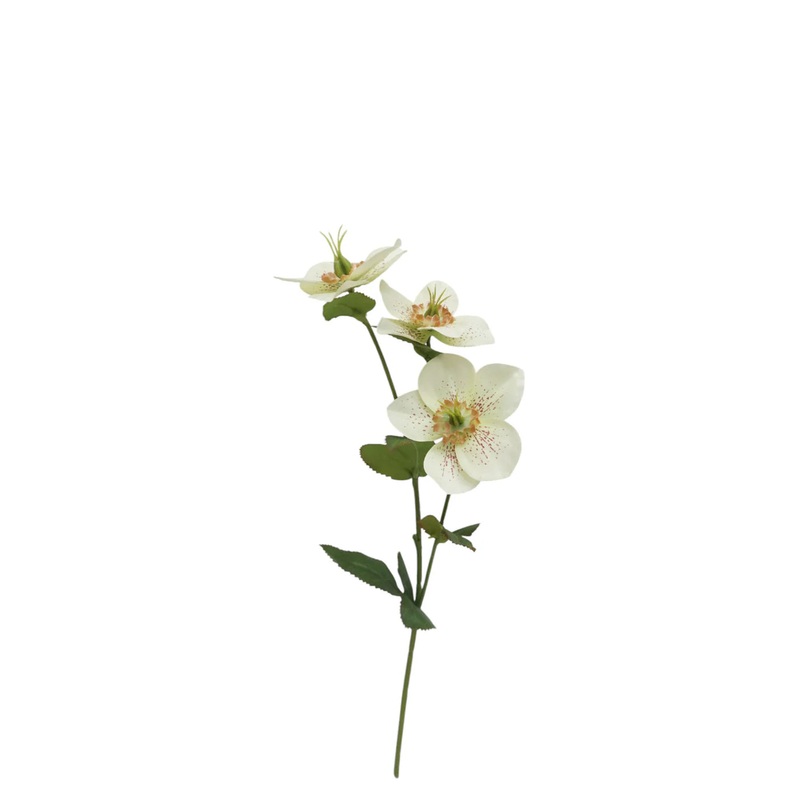 Helleborus Flower Spray – 38cm long with 3 heads – Green/White