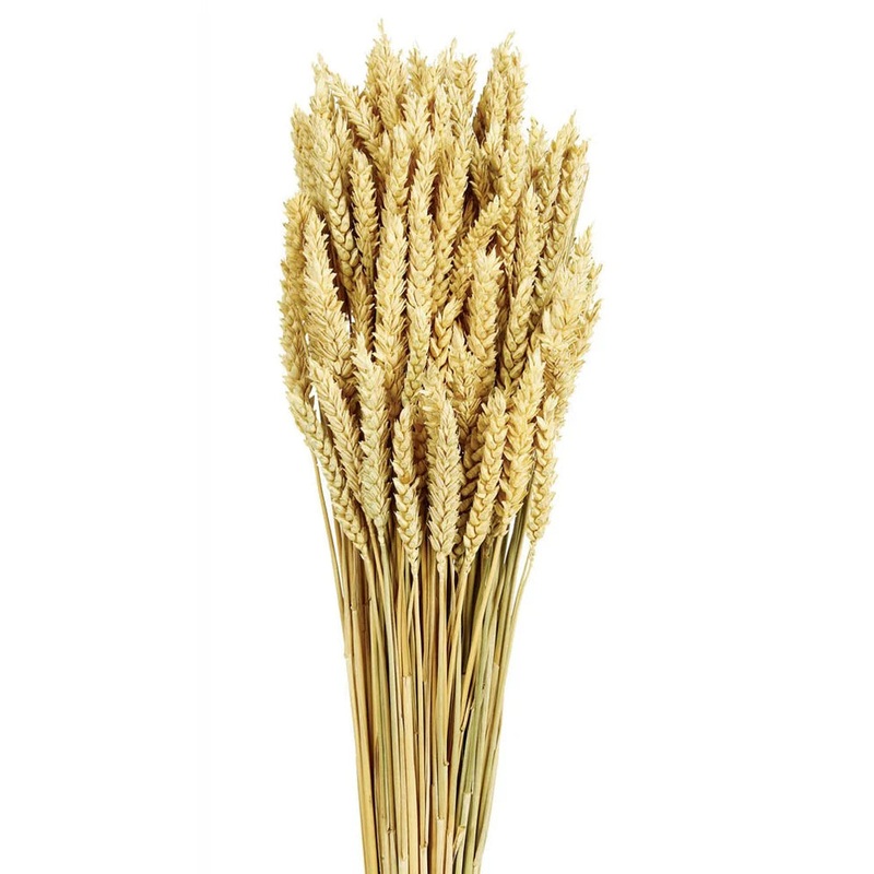 Wheat – Natural – 60cm tall