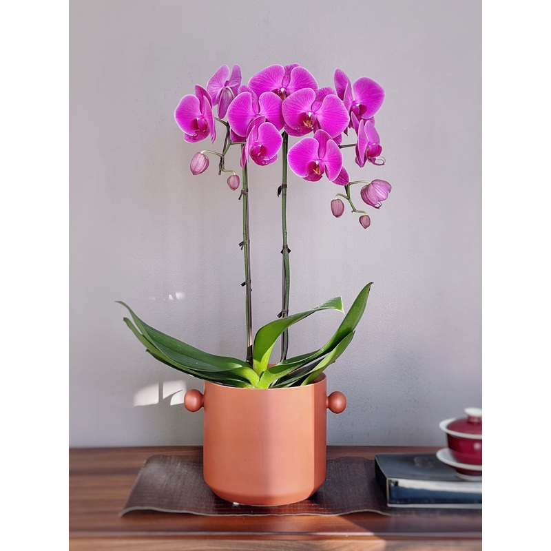 Classic Potted Orchid
