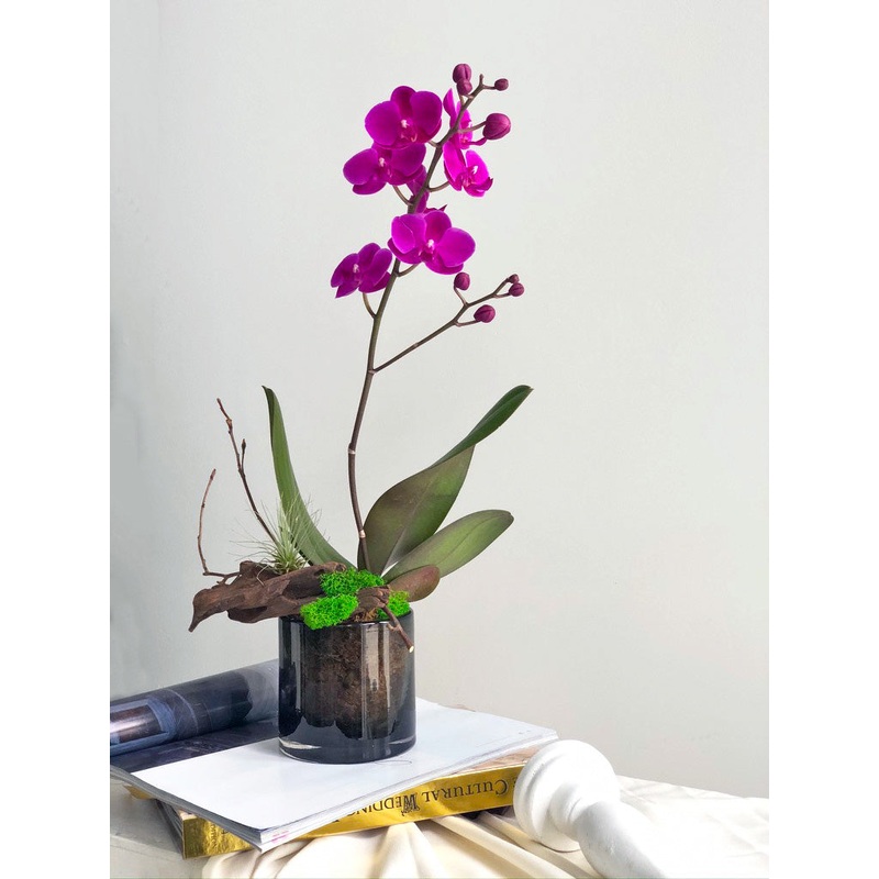 Petite Orchid Arrangement