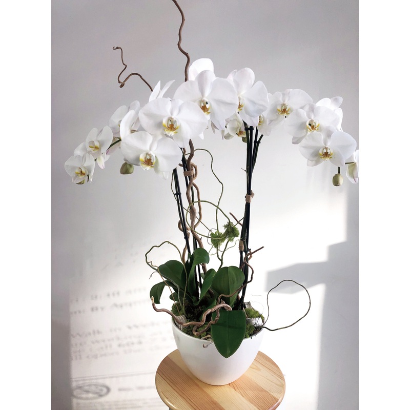 VA-9 Blanche Orchid Potted Arrangement