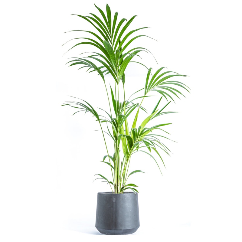 Kentia Palm LARGE-120cm