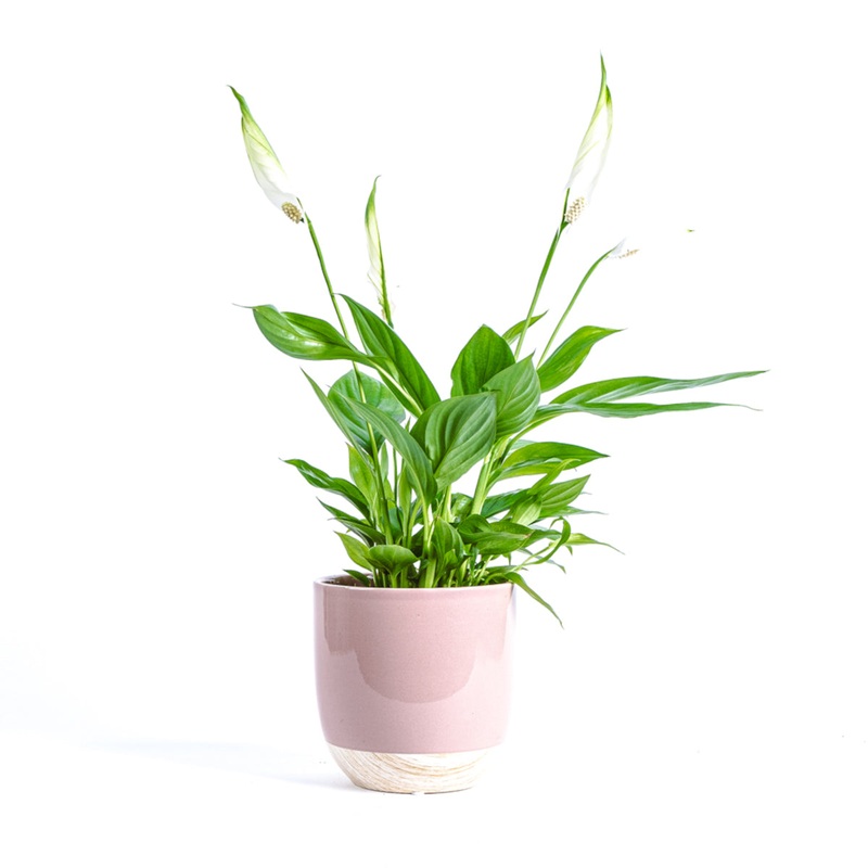 Peace lily-40-50cm