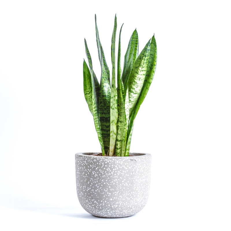 Snake plant-35cm & 40cm & 80cm