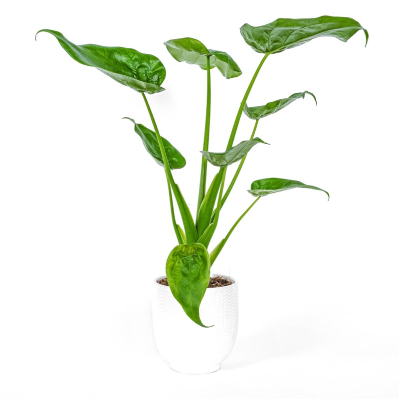 Alocasia Cucullata-30cm & 50cm