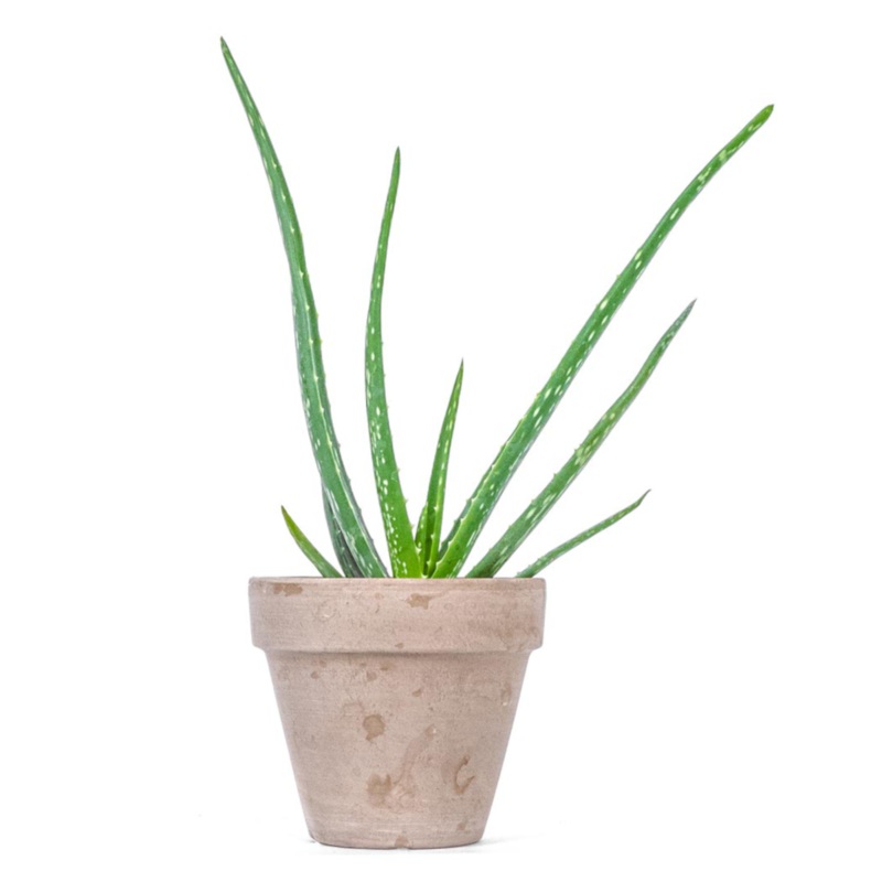 Aloe vera plant-35cm