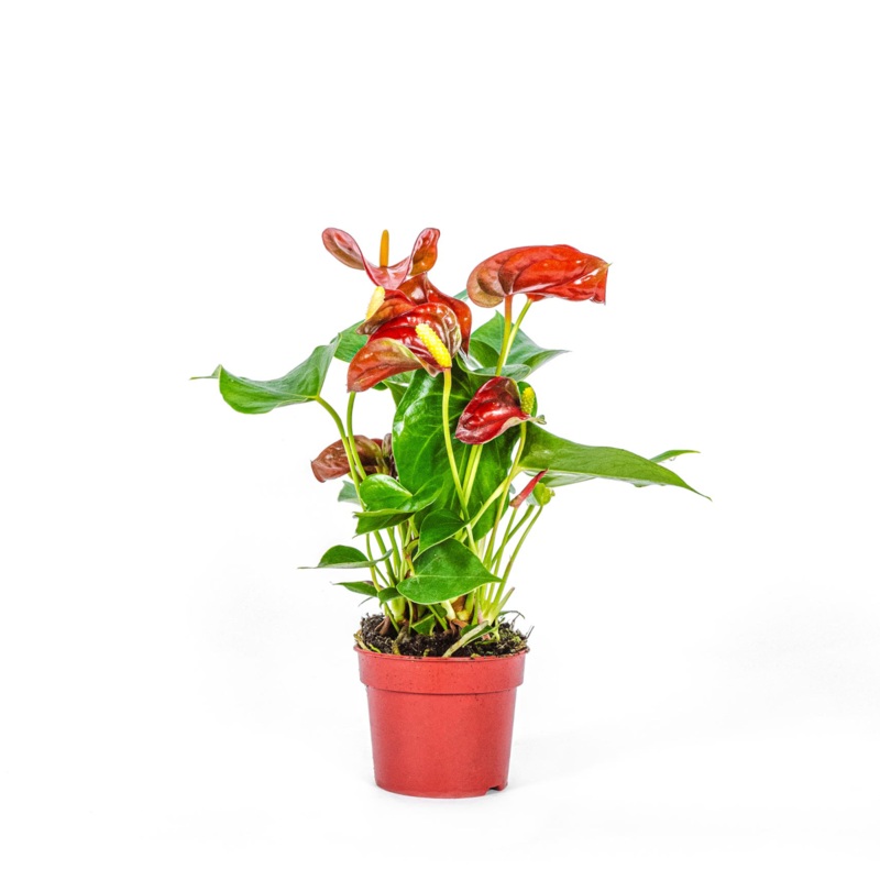 Anthurium plant-40cm