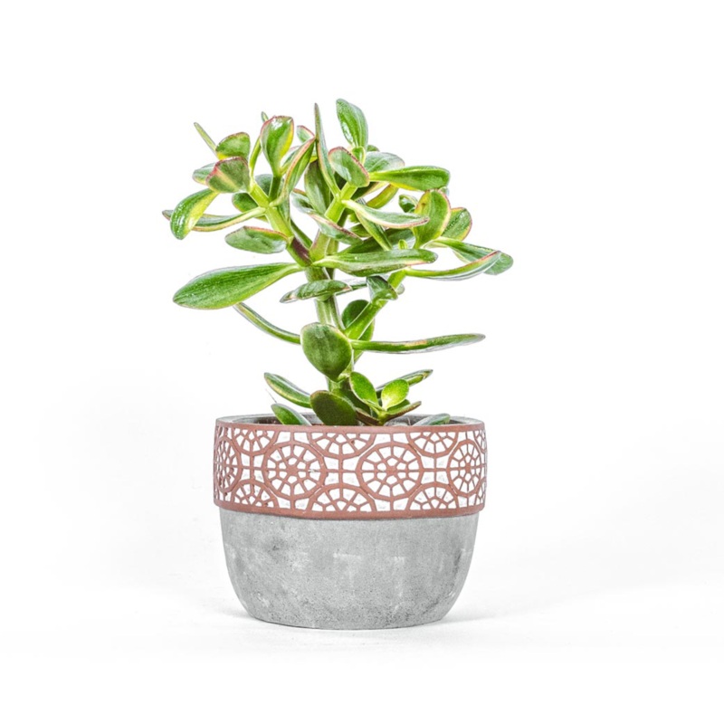 Crassula succulent-35cm