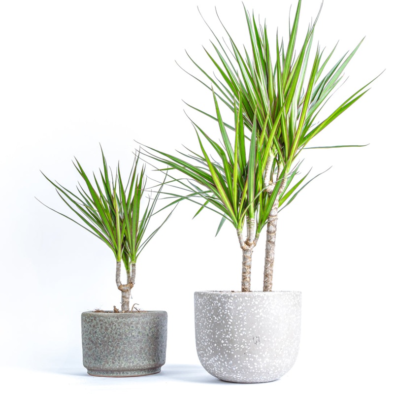 Dragon Plant-40cm & 80cm & 120cm & 40cm with ceramic pot