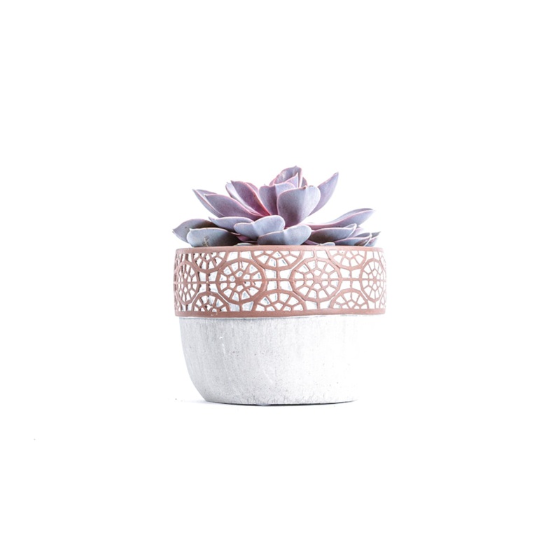 Echeveria succulent with pot-Green pot & Peach pot & Without pot