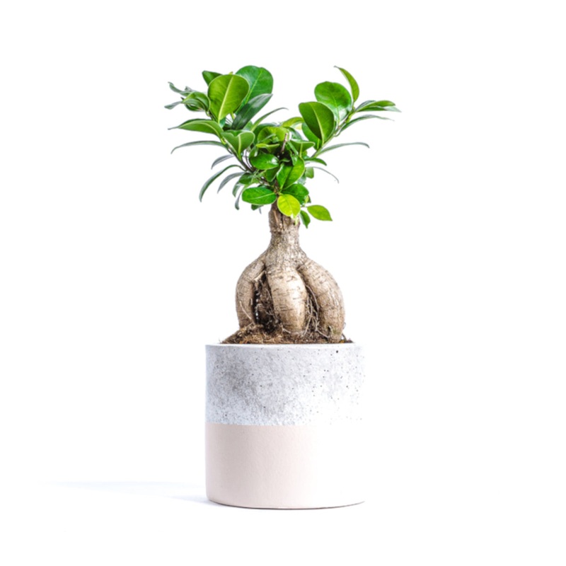 Ficus Ginseng Bonsai-30cm