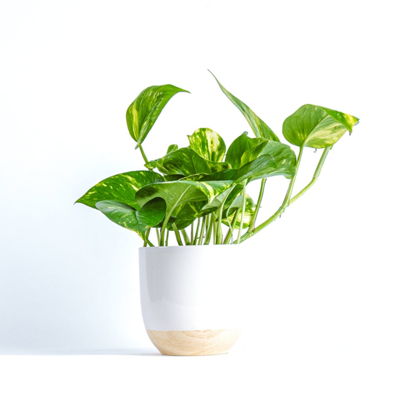 Golden pothos-Without ceramic pot & With ceramic pot